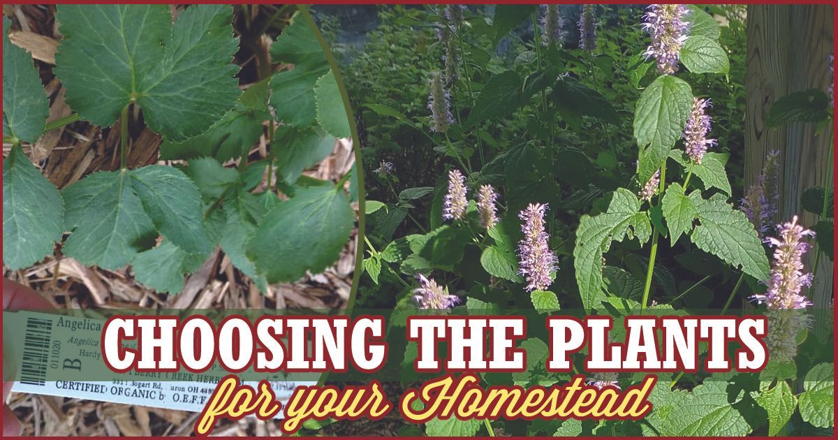 several herbs with the words Choosing the Plants for your Homestead