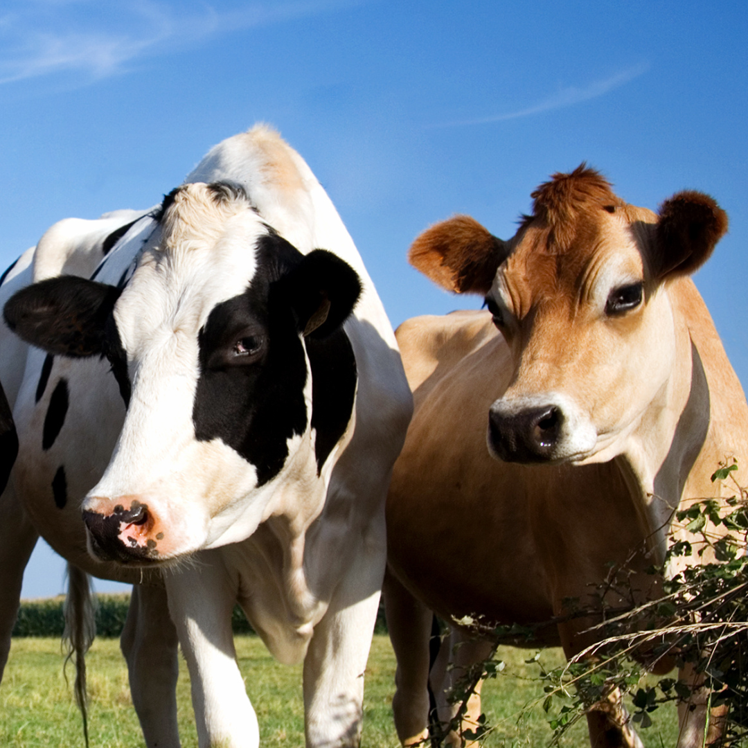 two cows looking at the viewer