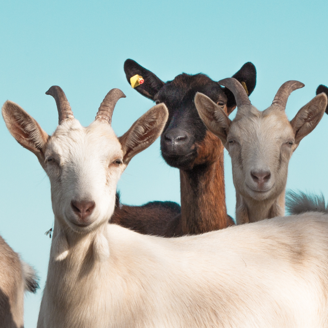 three goats looking at the viewer