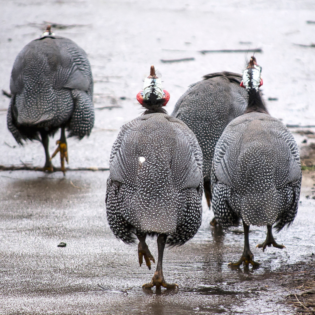 four guinea fowl walking away from the viewer