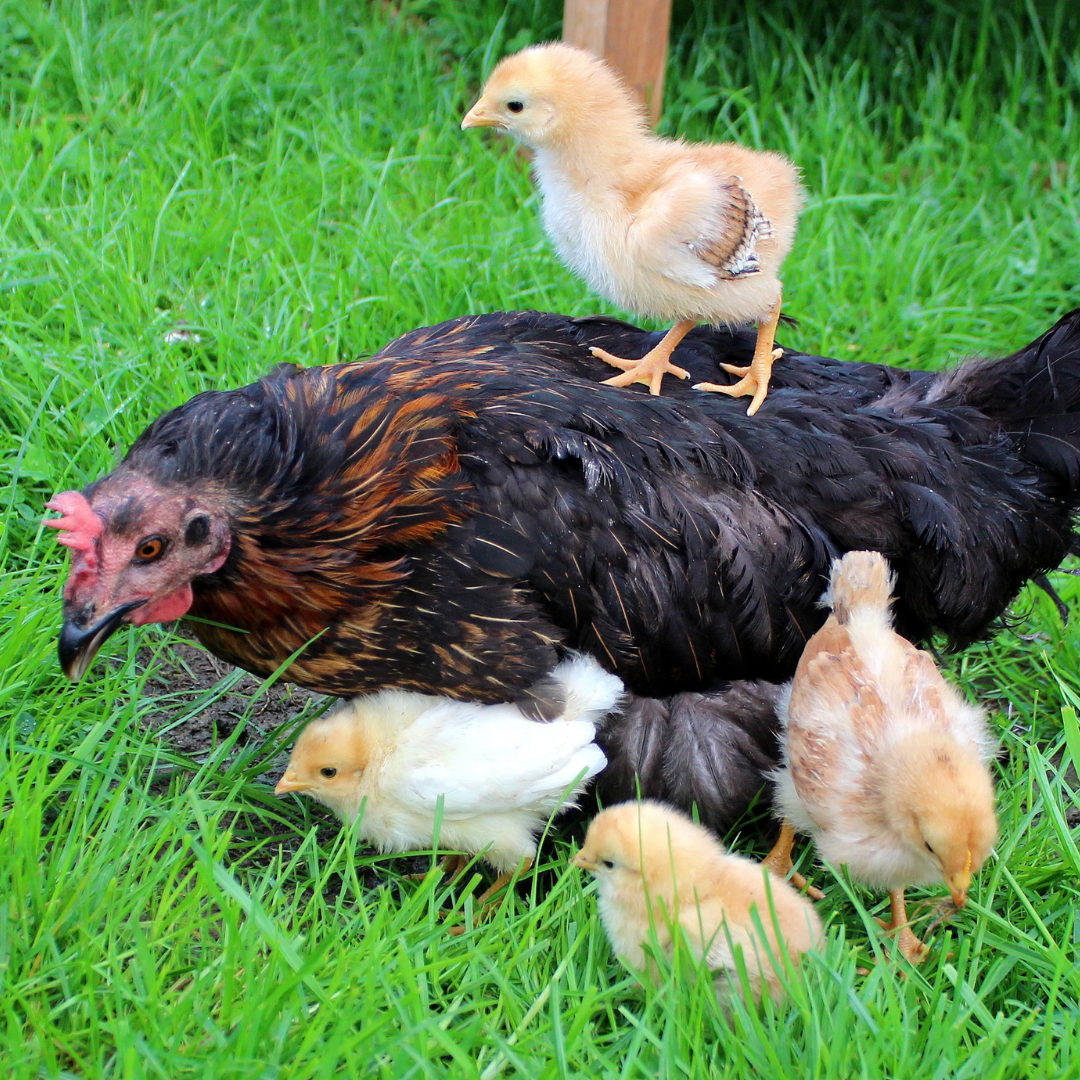 one brown hen with three chicks beside her and one on her back