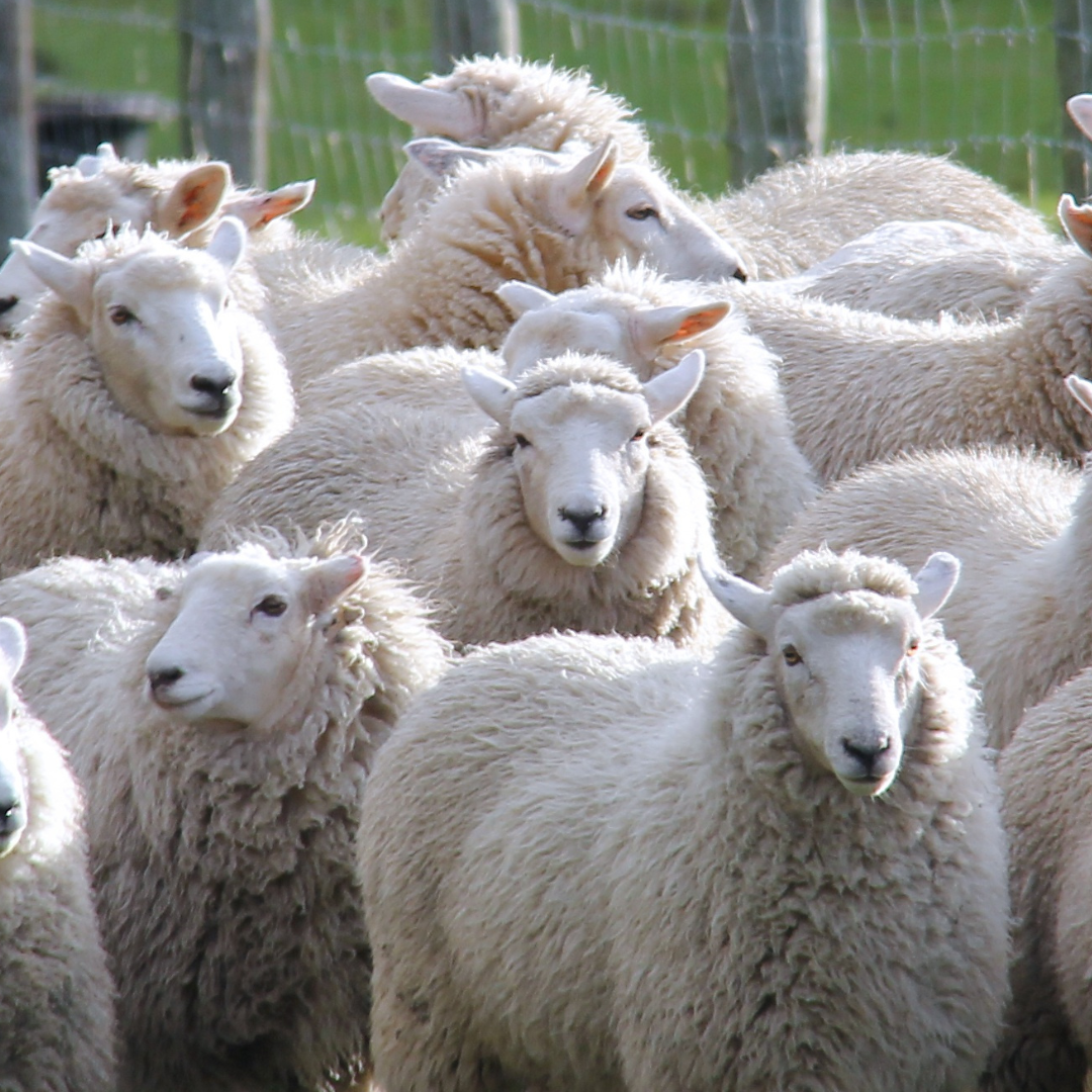 flock of sheep looking at the viewer