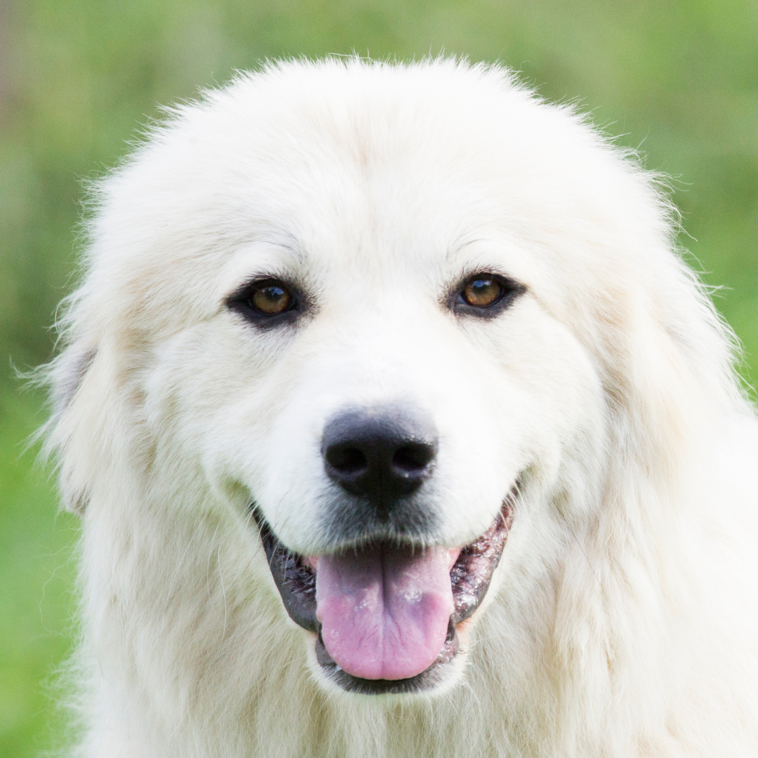 a great pyrenees looking at the viewer