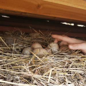 Hand reaching into a straw nest with several speckled eggs under a wooden structure.