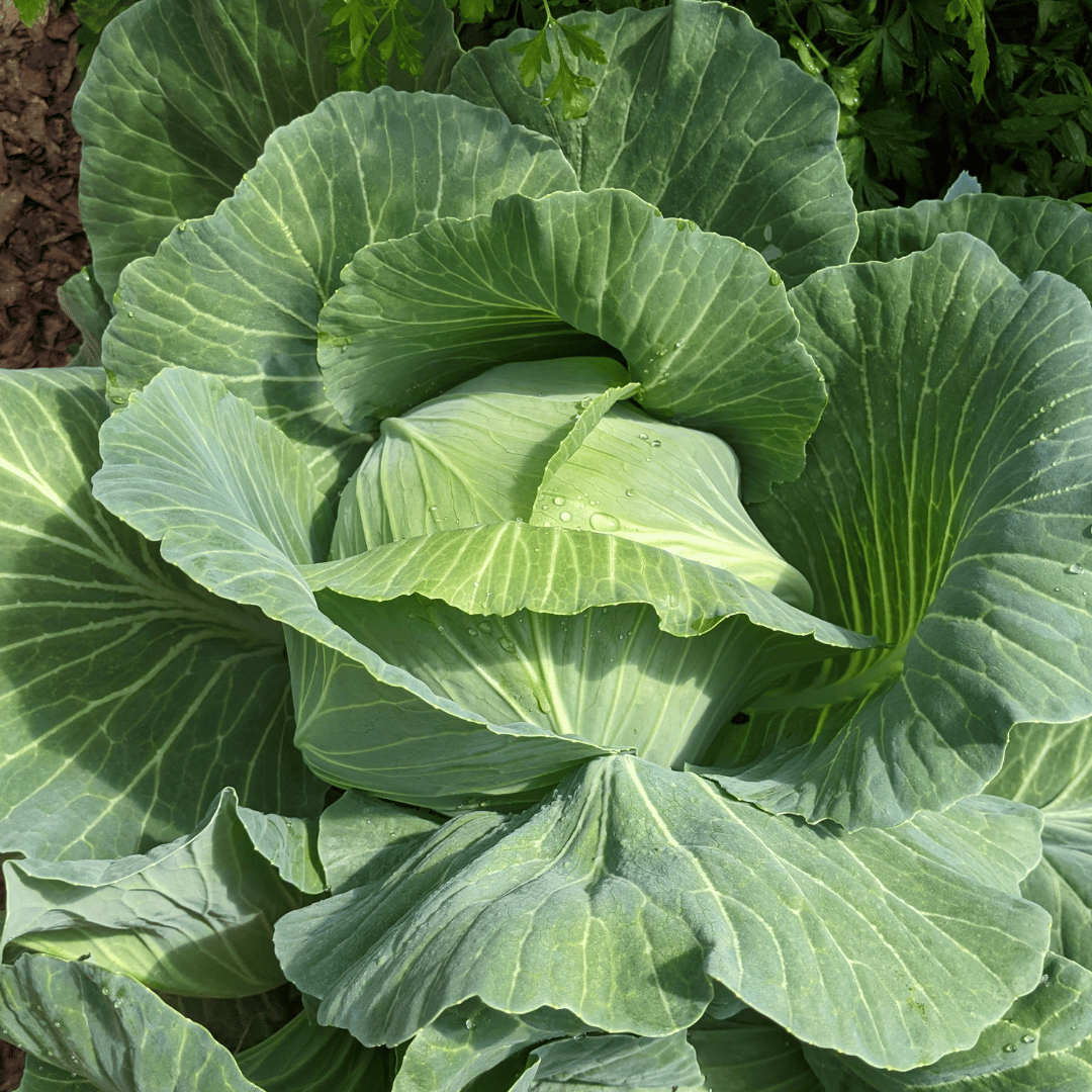 large cabbage