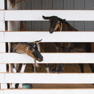 Two brown and tan diary goats with their heads through the slats of a white wood fence