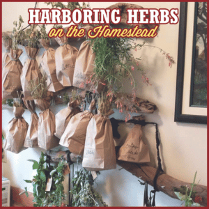 herbs in paper bags hanging on a wall with the words Harboring Herbs on your homestead at the top