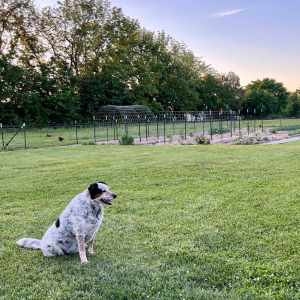 black and white dog in front of a fenced in garden in a field