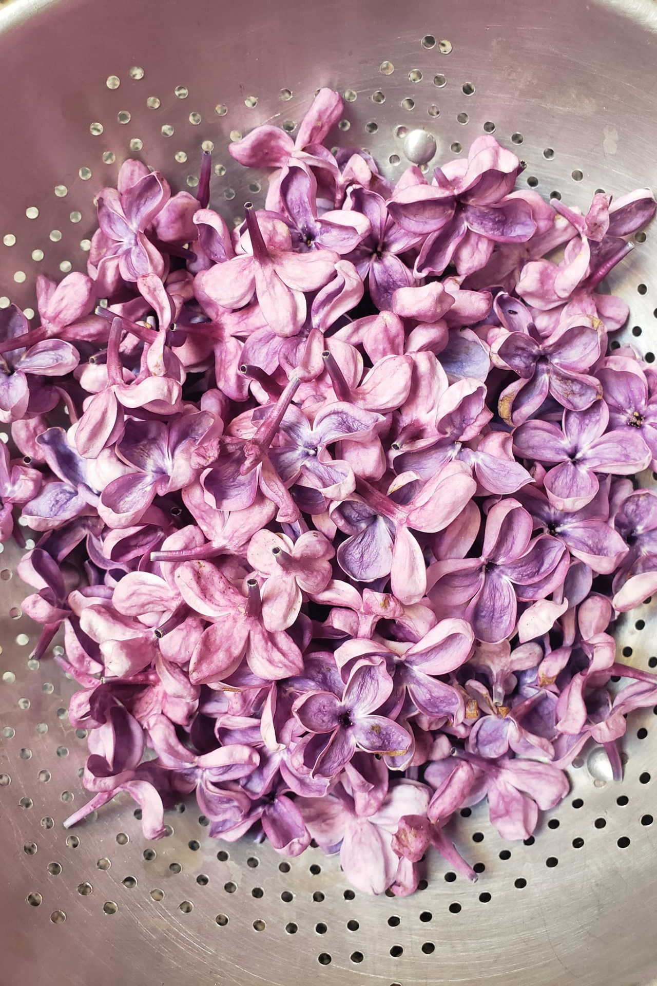 A metal colander filled with freshly picked purple lilac flower petals
