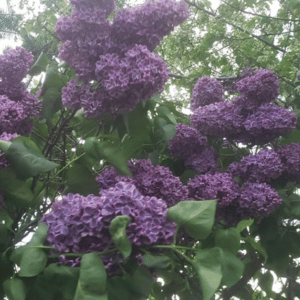 A galvanized metal bucket tipped on its side, spilling a bouquet of purple lilacs onto lush green grass.