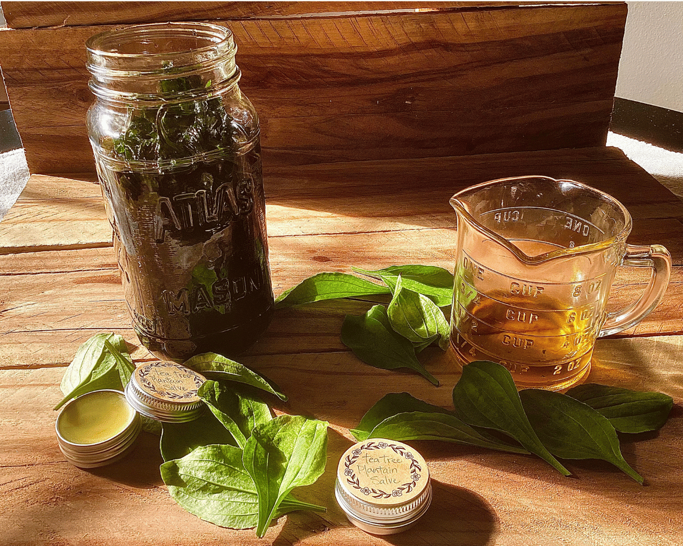 salve tins, plantain leaves, herbs infusing in a mason jar, a glass measuring cup with oil