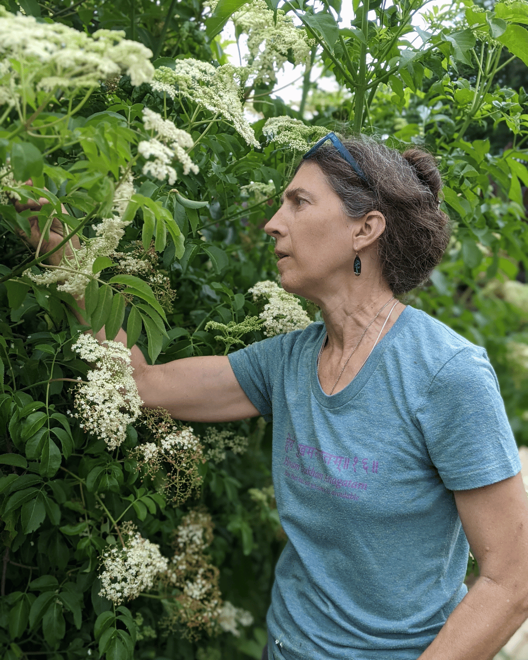 white woman looking at a large blooming elderflower bush