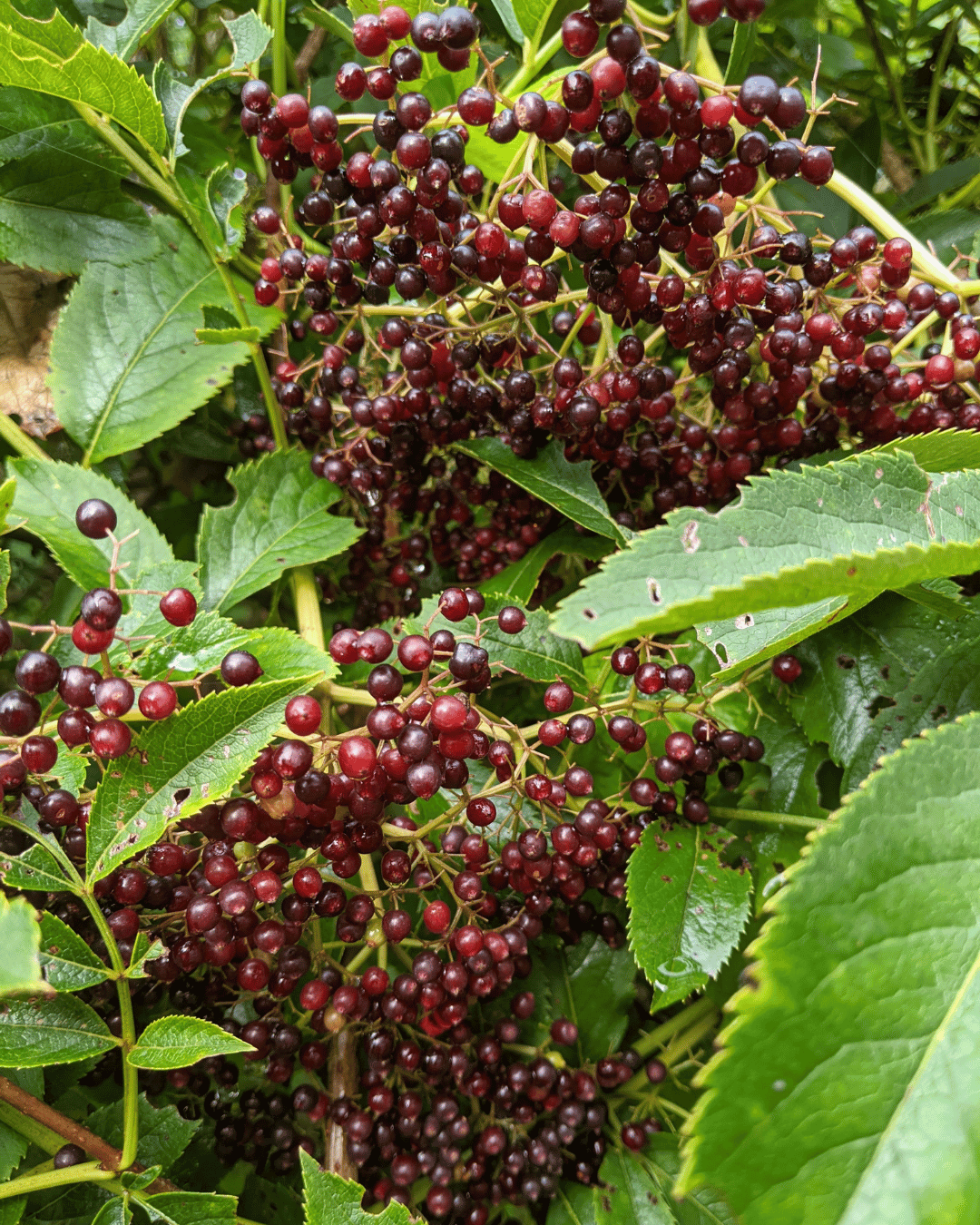 close up of edlerberries on the plant