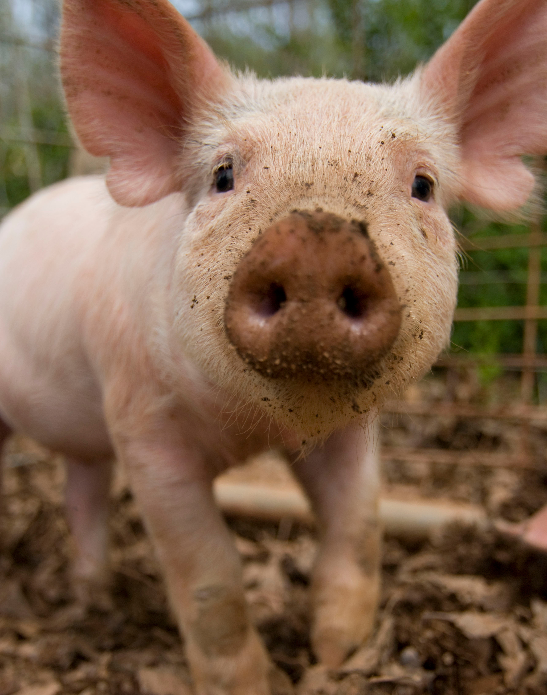 close up of a piglet looking at the camera