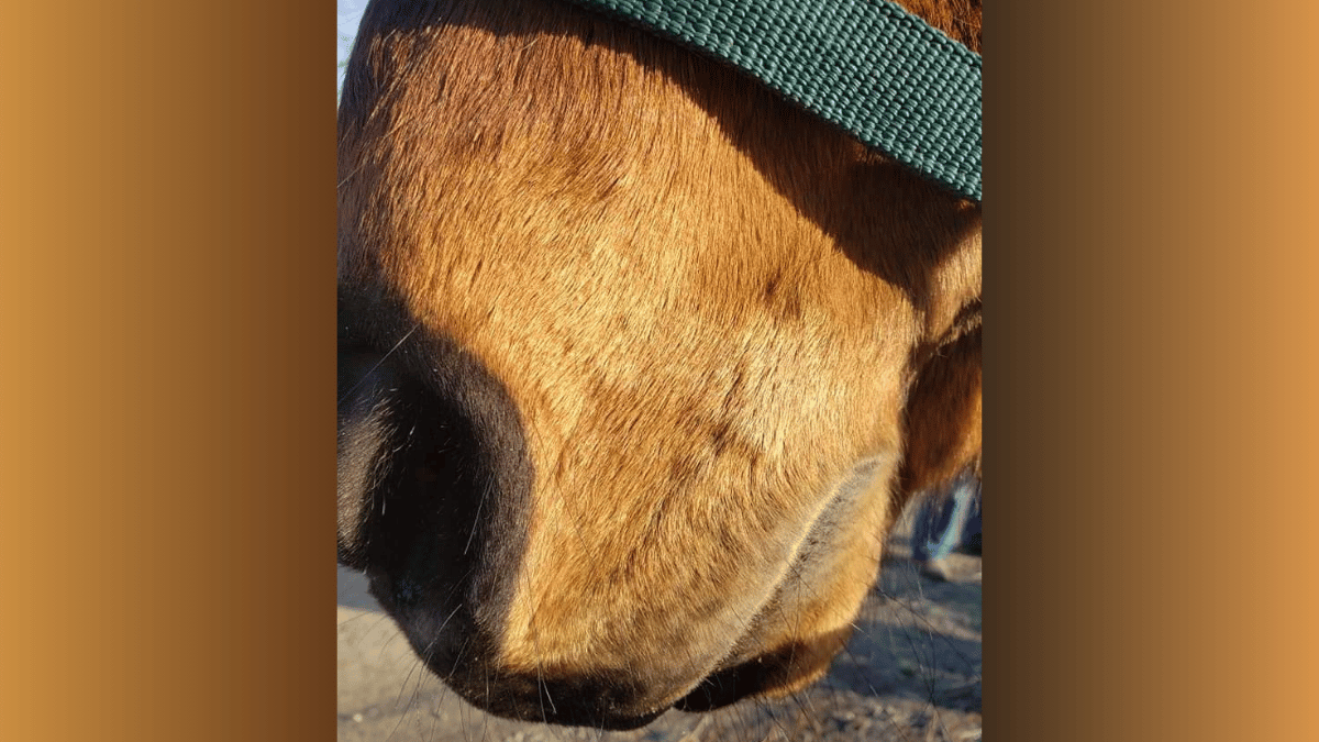 Close-up of a horse's muzzle with a green halter. Brown coat and dark, soft muzzle.