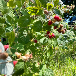 A bunch of raspberries are growing on a bush