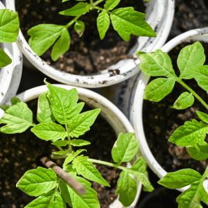 Small tomato plants growing in white plastic cups filled with soil.