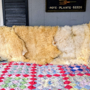 sheep fleeces over the back of a bench with a colorful quilt on the seat