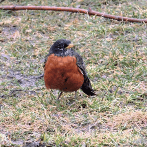 A small bird with a yellow beak is standing in the grass.