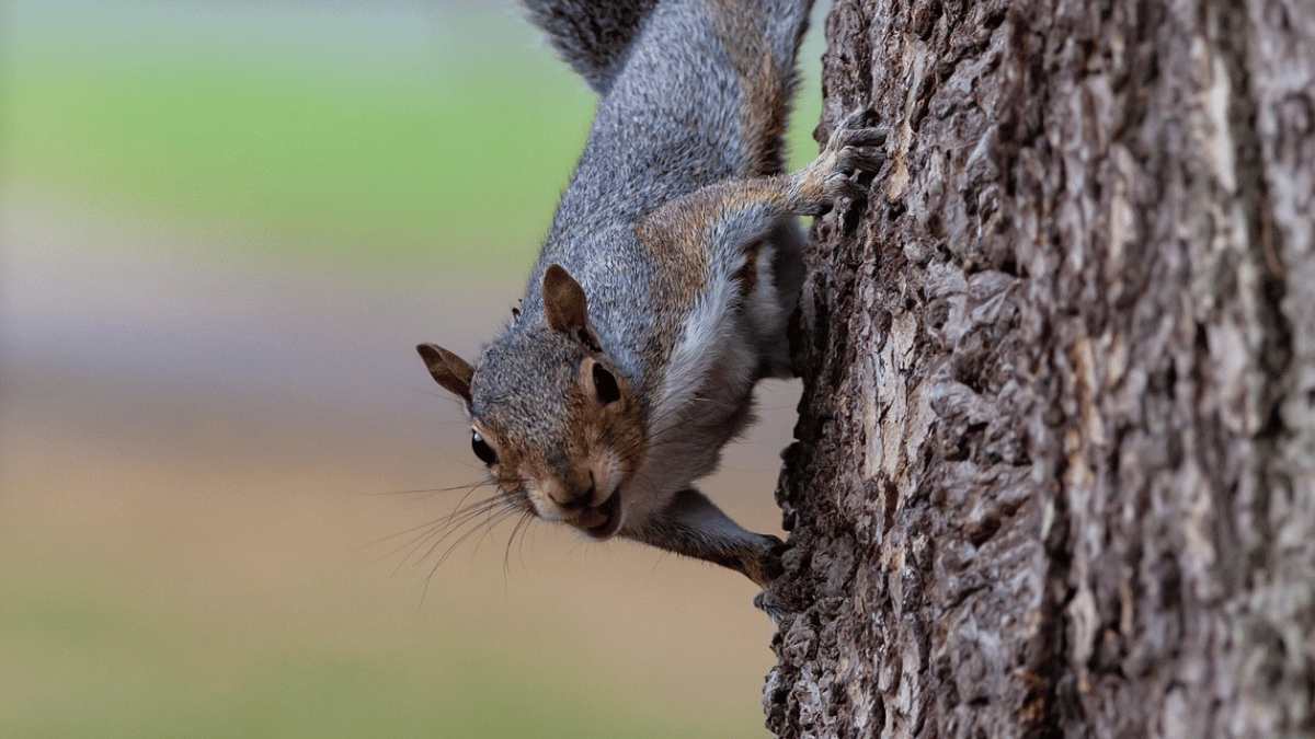 A gray squirrel gripping the textured, rough bark of a tree trunk while looking directly toward the camera.