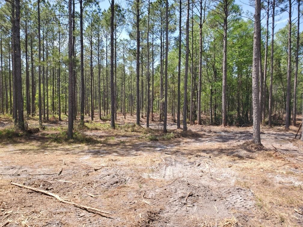 A forest with lots of trees and a dirt field in the middle.