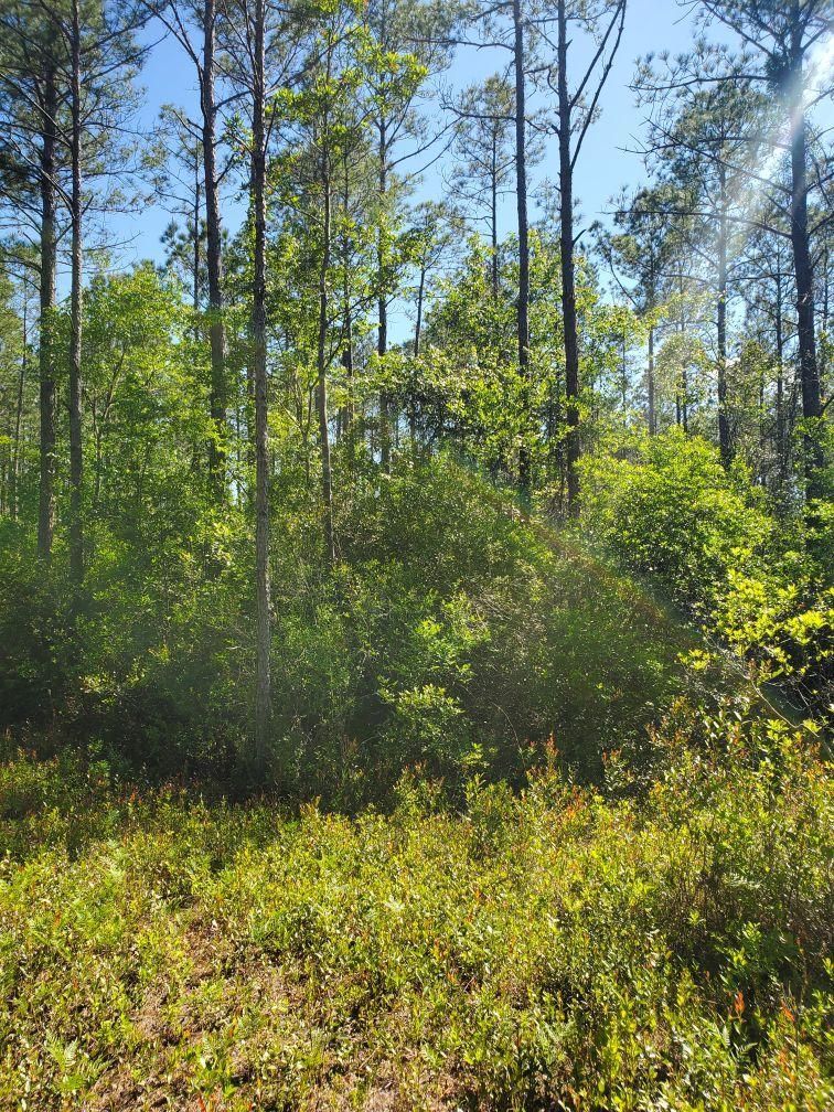 The sun is shining through the trees in the forest