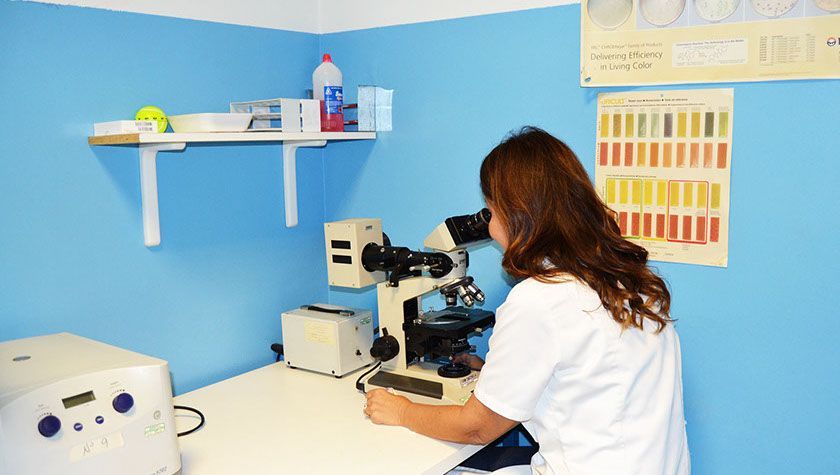 Una donna guarda attraverso un microscopio in un laboratorio.