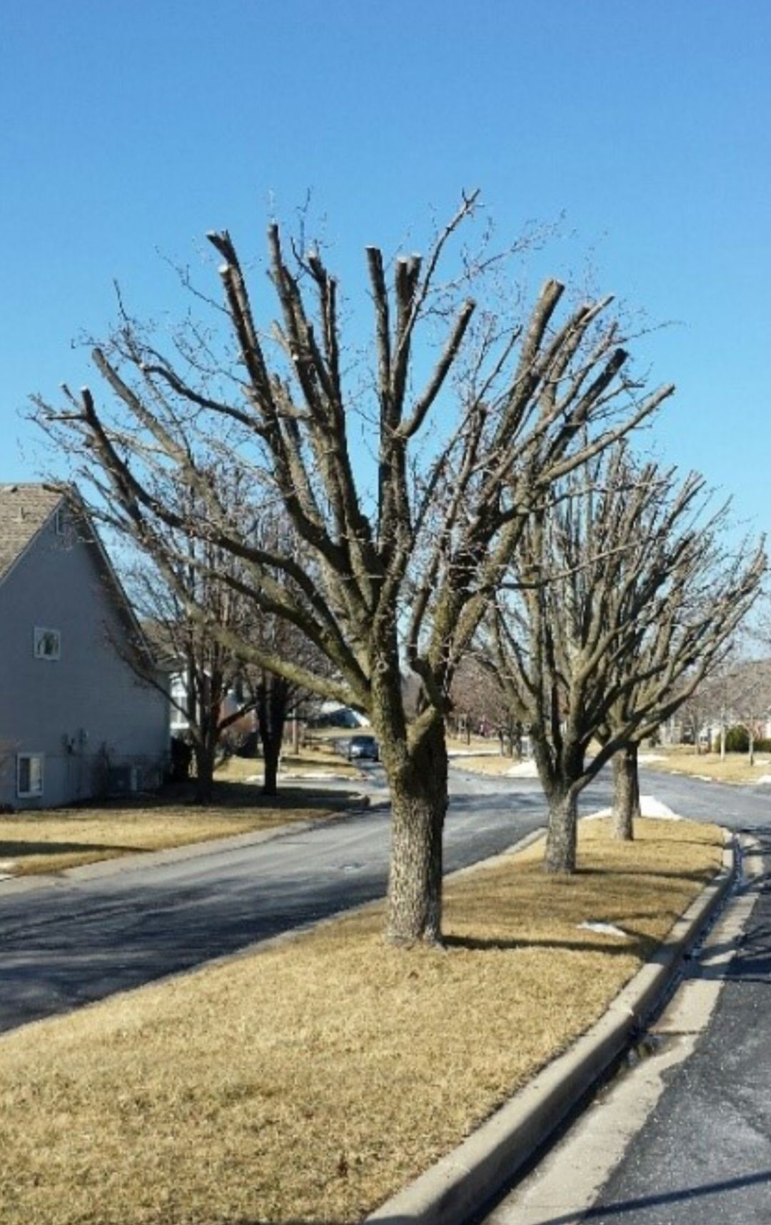 Tree Services tree pruning