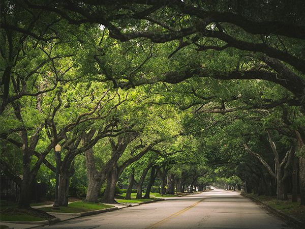 About trees