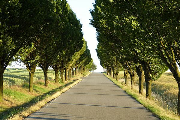 A straight asphalt road flanked by tall trees, leading towards bright sky.