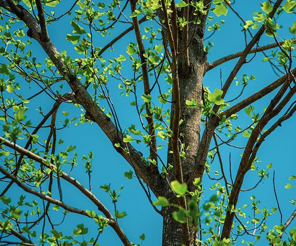 Tree trunk with budding green leaves against a bright blue sky.
