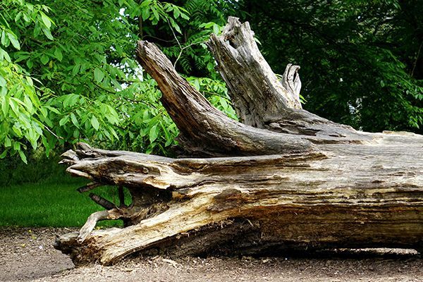Fallen, weathered tree trunk on dirt, with green foliage in the background.
