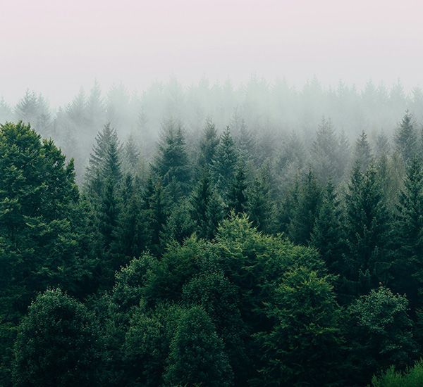 Forest of evergreen trees shrouded in a misty fog, creating a moody, atmospheric landscape.
