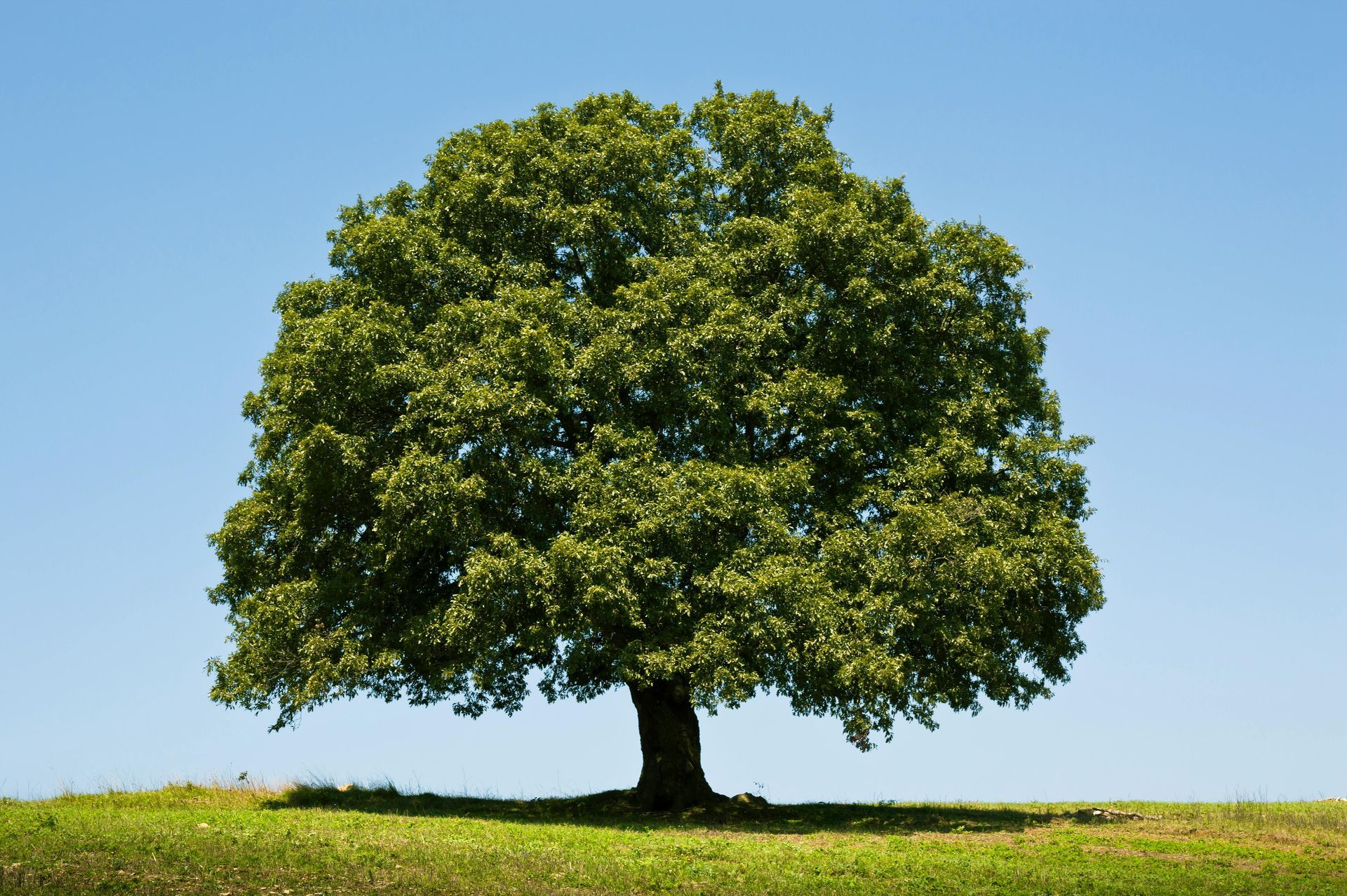 A large oak tree with lush green leaves stands against a clear blue sky.