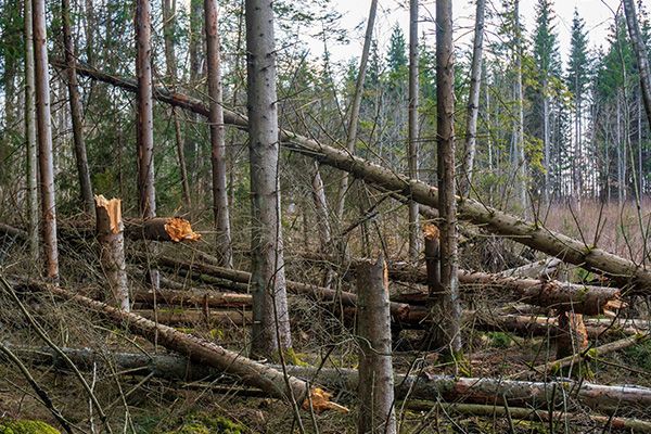 Felled trees scattered across a forest floor, many cut at stumps.