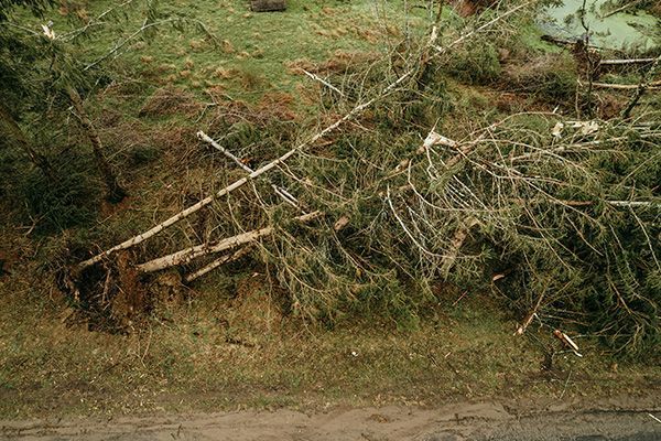 Fallen tree branches and needles on a grassy hillside, brown and green.