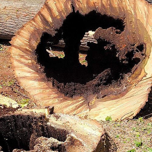 Cut tree trunk, large dark hole inside, brown wood, ground with small plants.