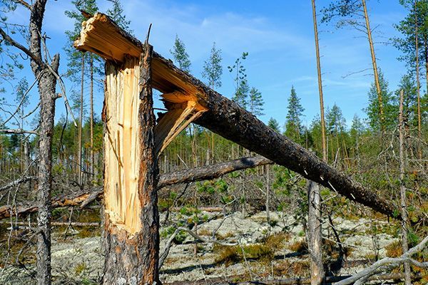 Broken tree trunk with fallen branch in a forest, sunny day.