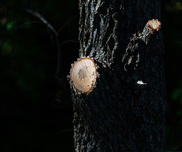 Tree trunk with two recently cut branches.