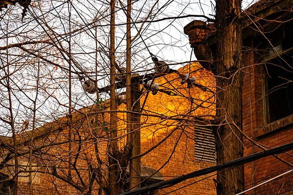 Bare trees with birds perched, in front of a brick building bathed in golden sunlight.