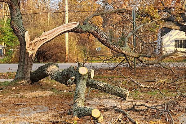 Fallen tree branches, one broken, on ground near a road and house.