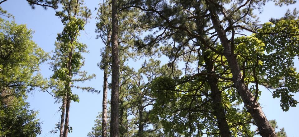 pine trees