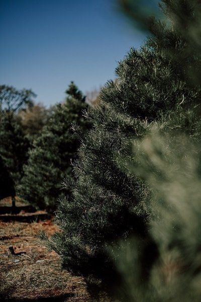 Tree Farms — Christmas Tree in Lexington, KY