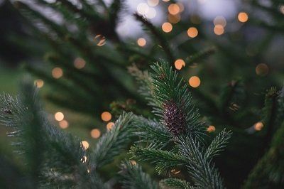 Lexington Mowing — Christmas Tree Leaves in Lexington, KY