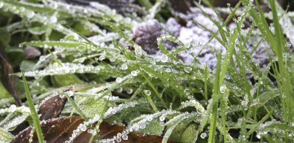 Frozen Grass – Lexington, KY – Mow-Mow’s Family Landscaping