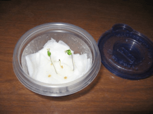 Germinating On Paper Towel – Lexington, KY – Mow-Mow’s Family Landscaping