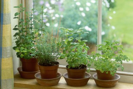 Lexington Weeding — Herbs in Lexington, KY