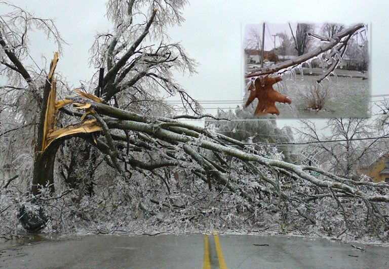 Lexington Residential — Ice storm Falling Branches in Lexington, KY