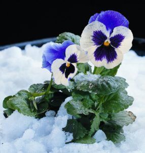 Lexington Mulching — Flower on Ice in Lexington, KY