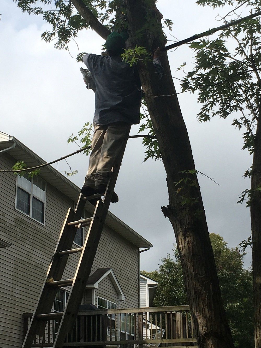 Tree Trimming — A man trimming the tree in Lexington, KY